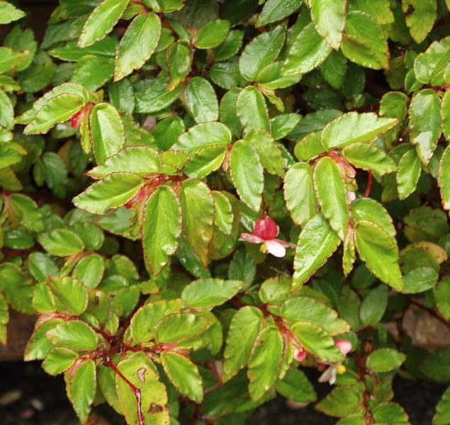 B. ‘Osa’